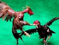 Judi Sabung Ayam dan Dadu Bebas di Ponorogo: Penegakan Hukum Tumpul, Aparat Diduga Terlibat