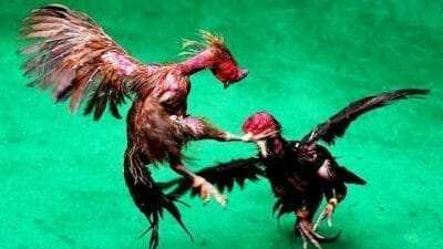 Judi Sabung Ayam dan Dadu Bebas di Ponorogo: Penegakan Hukum Tumpul, Aparat Diduga Terlibat