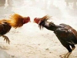 Aroma Busuk Judi Sabung Ayam di Tulungagung: Goclo dan Penyu Diduga Dalang, Hukum Seolah Tak Bertaring