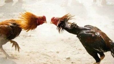 Aroma Busuk Judi Sabung Ayam di Tulungagung: Goclo dan Penyu Diduga Dalang, Hukum Seolah Tak Bertaring