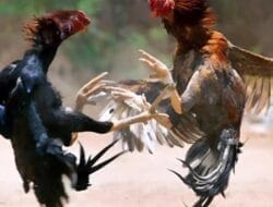 Arena Judi di Kalangan Pakis Bebas Beroperasi: Di Mana Polisi?