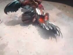 Warga Mojokerto Kecewa, Polisi Dinilai Lamban Tanggapi Maraknya Sabung Ayam