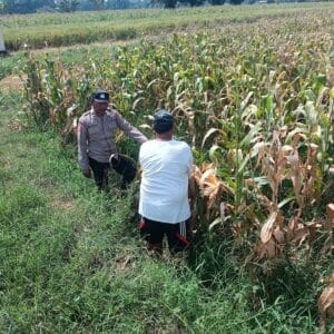 Bhabinkamtibmas Pekoren Pantau Lahan Jagung di Rembang, Kawal Asta Cita Ketahanan Pangan