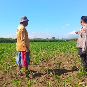 Polsek Sumberasih Kawal Pertumbuhan Jagung Binaan, Dukung Target Swasembada Pangan