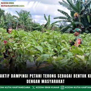 Babinsa Aktif Dampingi Petani Terong Sebagai Bentuk Kedekatan Dengan Masyarakat