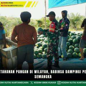 Perkuat Ketahanan Pangan Di Wilayah, Babinsa Dampingi Petani Panen Semangka